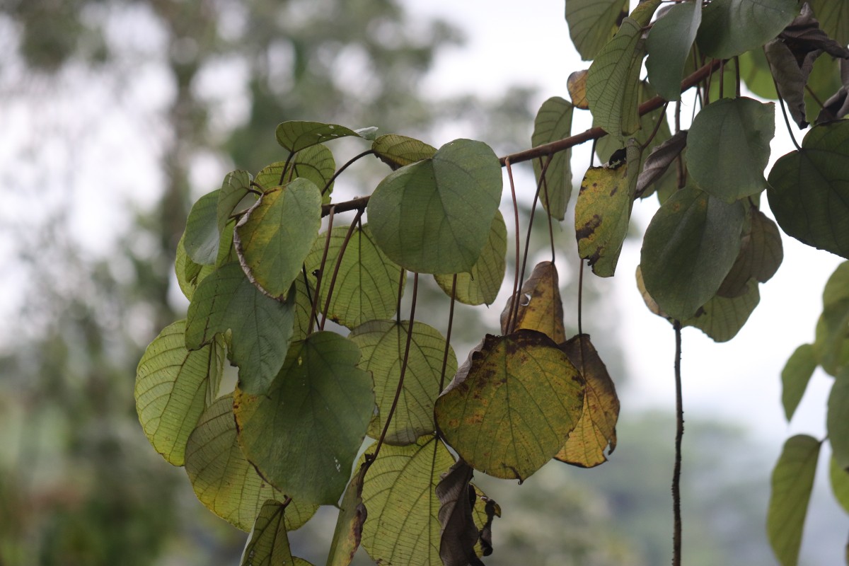 Debregeasia wallichiana subsp. ceylanica (Hook.f.) Wilmot-Dear